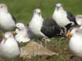 Goéland brun Larus fuscus intermedius