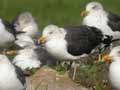 Goéland brun Larus fuscus intermedius