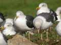 Goéland brun Larus fuscus intermedius