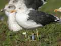 Goéland brun Larus fuscus intermedius