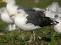 Goéland brun Larus fuscus intermedius