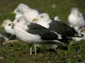 Goéland brun Larus fuscus intermedius