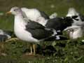 Goéland brun Larus fuscus intermedius