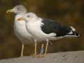 Goéland brun Larus fuscus intermedius