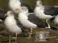 Goéland brun Larus fuscus intermedius