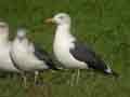 Goéland brun Larus fuscus intermedius