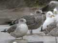 Goéland brun Larus fuscus intermedius