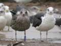 Goéland brun Larus fuscus intermedius