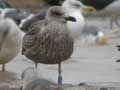 Goéland brun Larus fuscus intermedius