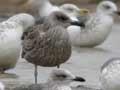 Goéland brun Larus fuscus intermedius