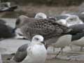 Goéland brun Larus fuscus intermedius