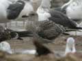 Goéland brun Larus fuscus intermedius