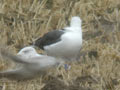 Goéland brun Larus fuscus intermedius