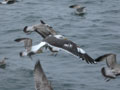 Goéland brun Larus fuscus intermedius