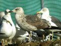 Goéland brun Larus fuscus intermedius