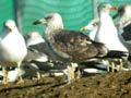 Goéland brun Larus fuscus intermedius