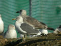 Goéland brun Larus fuscus intermedius