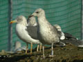 Goéland brun Larus fuscus intermedius