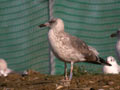 Goéland brun Larus fuscus intermedius