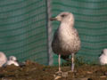 Goéland brun Larus fuscus intermedius