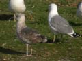 Goéland brun Larus fuscus intermedius