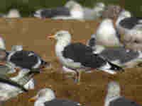 Goéland brun Larus fuscus intermedius JS61