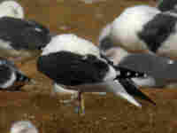 Goéland brun Larus fuscus intermedius JS61