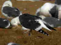 Goéland brun Larus fuscus intermedius JS61