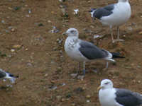 Goéland brun Larus fuscus