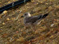 Goéland brun Larus fuscus intermedius J9MP