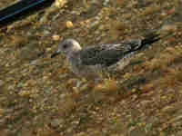 Goéland brun Larus fuscus intermedius J9MP