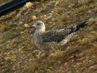 Goéland brun Larus fuscus intermedius J9MP