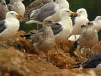 Goéland brun Larus fuscus intermedius J9MP