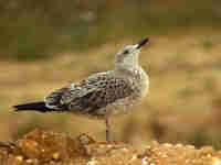 Goéland brun Larus fuscus intermedius J9MP