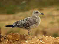 Goéland brun Larus fuscus intermedius J9MP