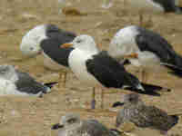 Goéland brun Larus fuscus intermedius JS61