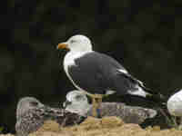 Goéland brun Larus fuscus intermedius JS61