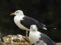 Goéland brun Larus fuscus intermedius JS61