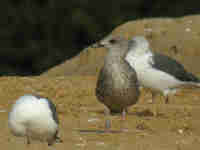 Goéland brun Larus fuscus V.H7T