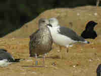 Goéland brun Larus fuscus V.H7T