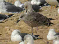 Goéland brun Larus fuscus V.H7T