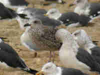 Goéland brun Larus fuscus V.H7T