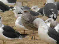 Goéland brun Larus fuscus V.H7T