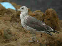 Goéland brun Larus fuscus JHH3