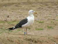 Goéland brun Larus fuscus intermedius JS61