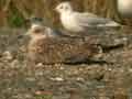 Goéland sp. Larus sp.