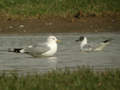 Goéland cendré Larus canus