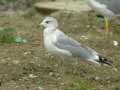 Goéland cendré Larus canus