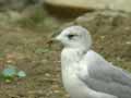 Goéland cendré Larus canus