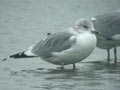 Goéland cendré Larus canus